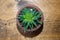 Lacy aloe, Aristaloe aristata, indoors in a pot on a wooden table