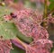 Lacy appearance of the veins of a dried leaf with Japanese beetle