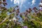 Lacy phacelia, blue tansy, purple tansy - Phacelia tanacetifolia