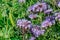 Lacy Phacelia Phacelia tanacetifolia medicinal and bee plant