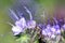 Lacy phacelia or purple tansy (phacelia tanacetifolia) flower head close up.