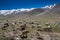 Ladakh landscape with sheeps