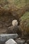 Ladakh Pika on rock, Ochotona ladacensis, Tso Kar, Ladakh