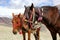 Ladakhi Horses