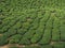 Ladang teh Cameron Highland