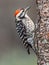 Ladder-Backed Woodpecker