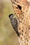 Ladder Backed Woodpecker