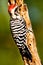 Ladder Backed Woodpecker