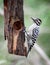 Ladder-backed Woodpecker on Log