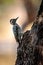 Ladder-backed Woodpecker on the Texas Oak Tree