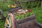 A ladder cart full of wooden pots of flowers