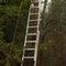 Ladder leaned against the tree