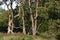 Ladder leaned on a tree in the forest