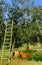 Ladder at olive tree