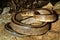 Ladder Snake, elaphe scalaris, Adult