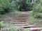 Ladder to the forest - Paraty