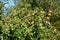 Laden apple tree, Somerset, UK.