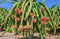 Laden ripe dragon fruit on a pole