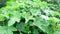 Ladies finger okra abelmoschus esculentus plant stock photo