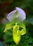 Ladies Slipper Orchid