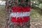 Ladinger Spitz - Path mark with Austrian flag painted on a tree in a scenic forest near Ladinger Spitz, Saualpe, Carinthia