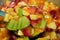 A ladle of fruit salad made of slices of bananas, strawberry, cantaloupe, apples and juice of mango and orange mixed together,