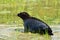 Ladoga ringed seal