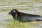 Ladoga ringed seal