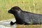 Ladoga ringed seal