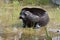 Ladoga ringed seal