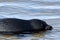 Ladoga ringed seal