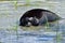 Ladoga ringed seal