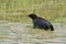 Ladoga ringed seal