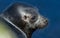 The Ladoga ringed seal.  Close up portrait.