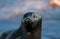 The Ladoga ringed seal.  Close up portrait. Scientific name: Pusa hispida ladogensis. The Ladoga seal in a natural habitat. Ladoga