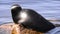 The Ladoga ringed seal resting on a stone. Scientific name: Pusa hispida ladogensis. The Ladoga seal in a natural habitat. Ladoga