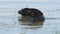 Ladoga ringed seal in water