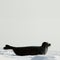 The Ladoga seal on ice.