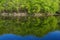 Ladscape: green trees in forest reflecting in water