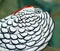 Lady Amherst Pheasant