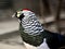 Lady Amherst\'s Pheasant