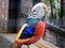 Lady Amherst\\\'s pheasant bird at Malsi, Dehradun City Zoo. Uttarakhand India