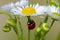 Lady-beetle