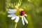 Lady beetle on chamomile flower in spring