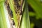 Lady beetle larva among an aphid colony on a corn plant