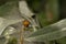 Lady beetle on a twig with hairy long leafs - Coccinellidae