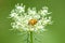 Lady beetle on a wild carrot