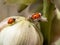 lady beetles on a flower