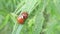 Lady beetles during reproduction