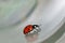 Lady bird bug moving on conceptual grey background